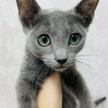 スラリと綺麗系✨ロシアンブルーの女の子！！