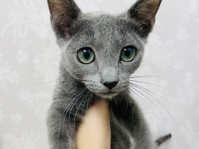 スラリと綺麗系✨ロシアンブルーの女の子！！