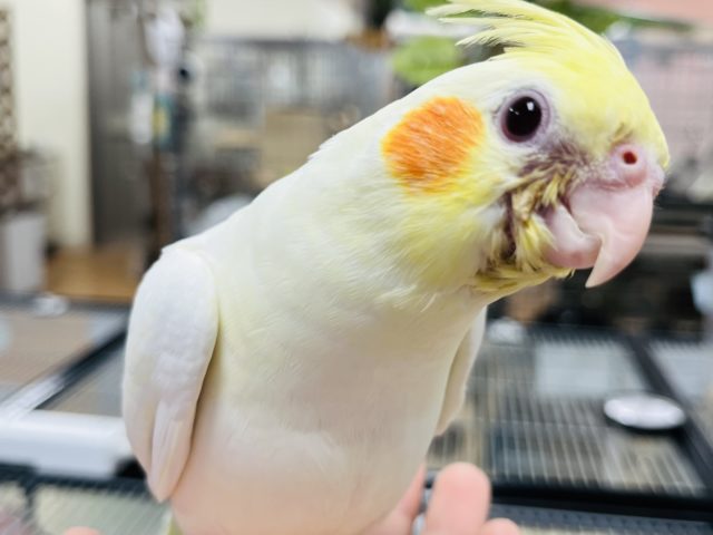 【最新画像更新！‪☆】ガーガー鳴くよ♫オカメインコ(ルチノー)ヒナ