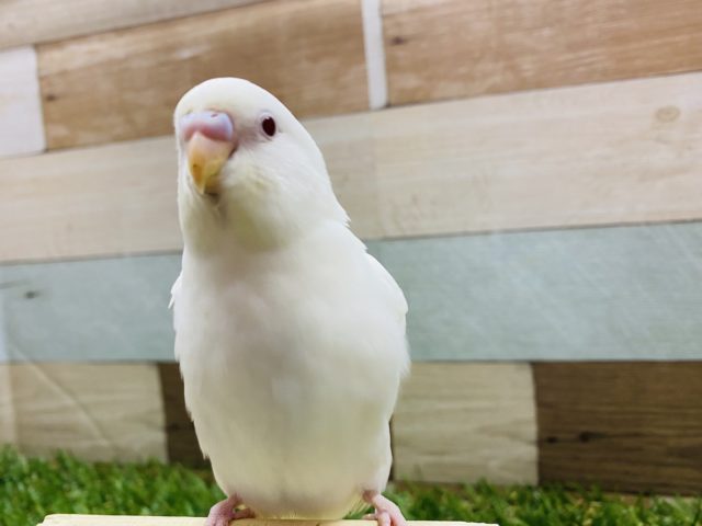 最新画像有り♪真っ白赤目の可愛いコ！セキセイインコのアルビノ！