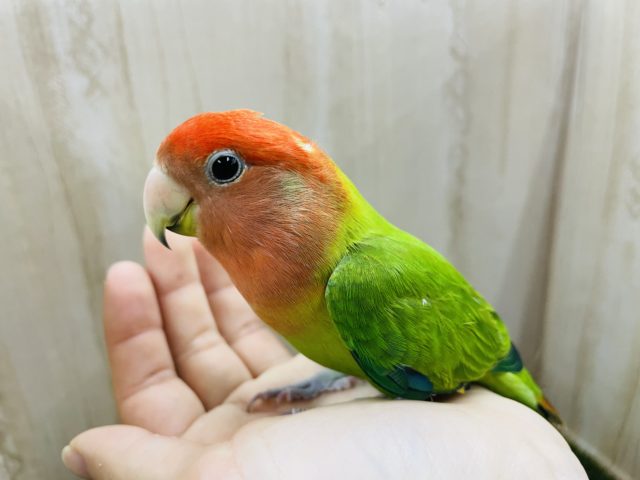 おメメぱっちり💓綺麗なオパーリン‼️ コザクラインコ　オパーリン
