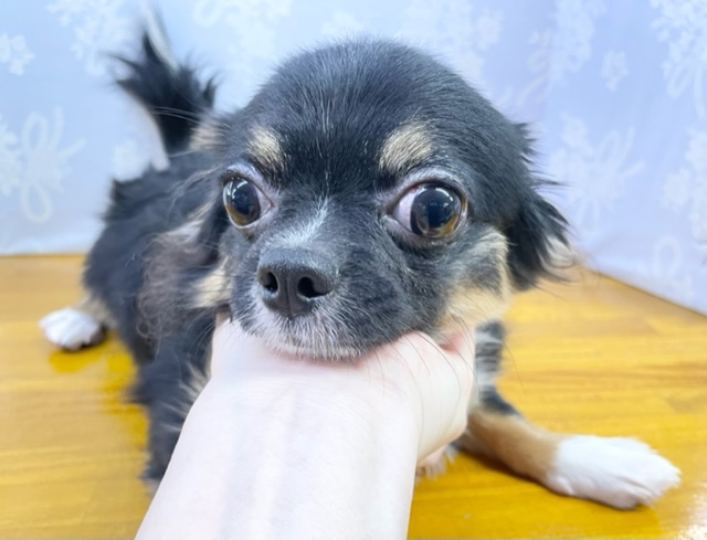 チワワ（ブラックタン＆ホワイト）　男の子☆　2022年4月5日生まれ！