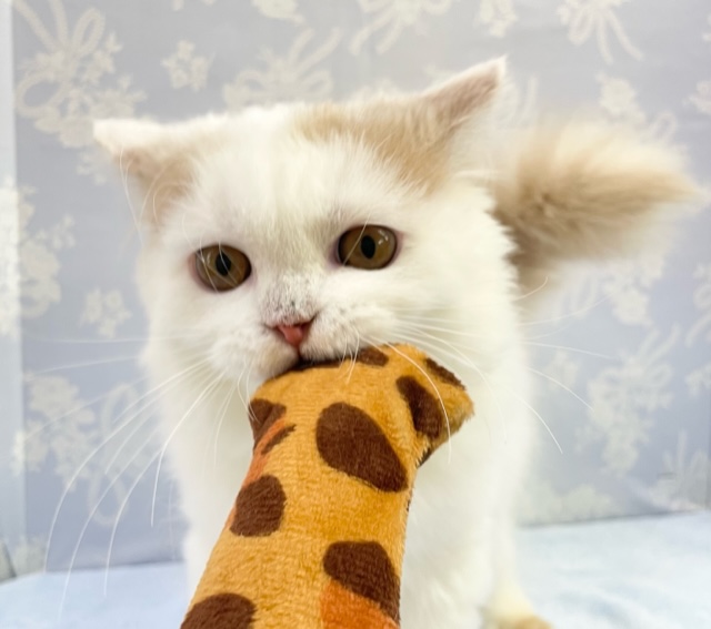 最新画像！　くりくりおめめ😊　スコティッシュフォールド（クリームタビー＆ホワイト）　男の子☆　2022年7月29日生まれ！