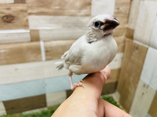 最新画像有り☆ヒナヒナ感が可愛いんですっ！シルバー文鳥！！