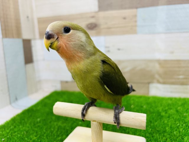 渋い～。ウグイス色の小桜インコ入荷。