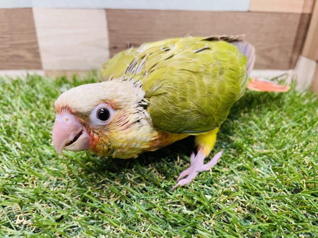 最新画像あり☆色鮮やかに成長中！！ウロコインコのパイナップル！