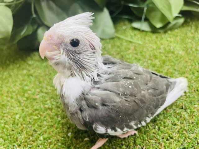 久々に来てくれました💓ホワイトフェイスのオカメさん！！　オカメインコ　ホワイトフェイスパイド