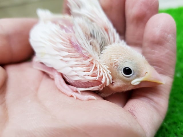 大人気です～～！！白文鳥さんが仲間入りっ！