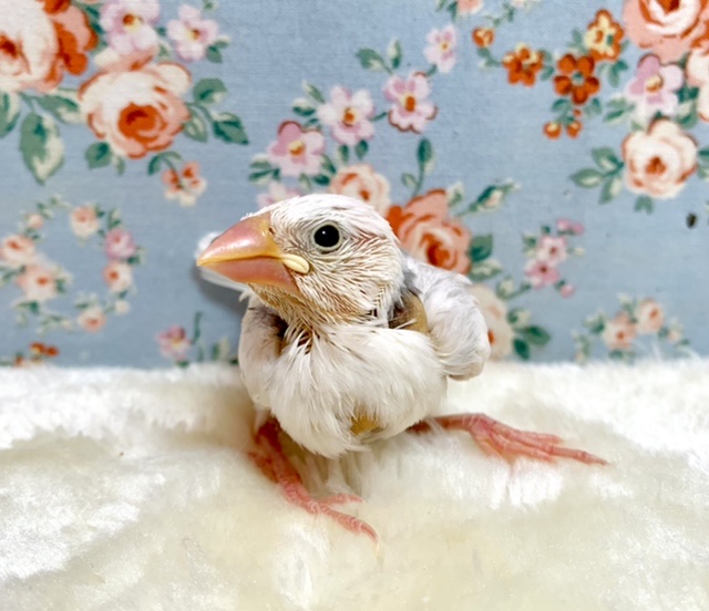 白文鳥 ☁🫧🤍 11/12