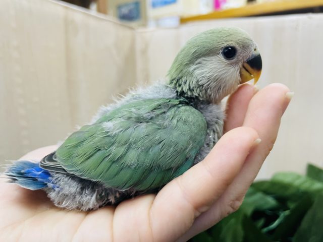 深めな色合いのコザクラさんだよ‼️ コザクラインコ　ブルーチェリー