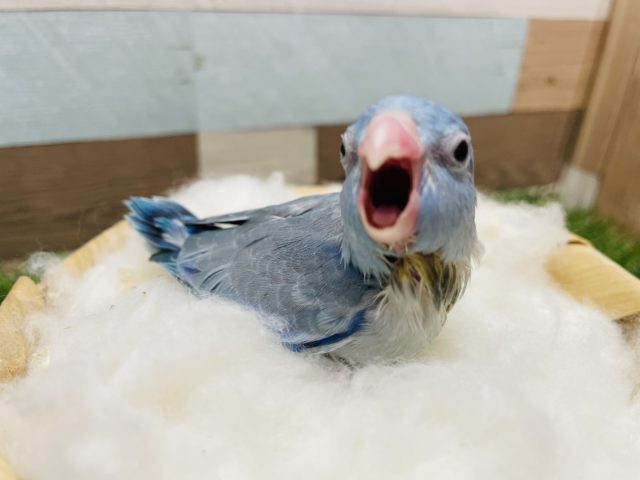 お口を開けてアピールです！！マメルリハインコのブルーパイド！