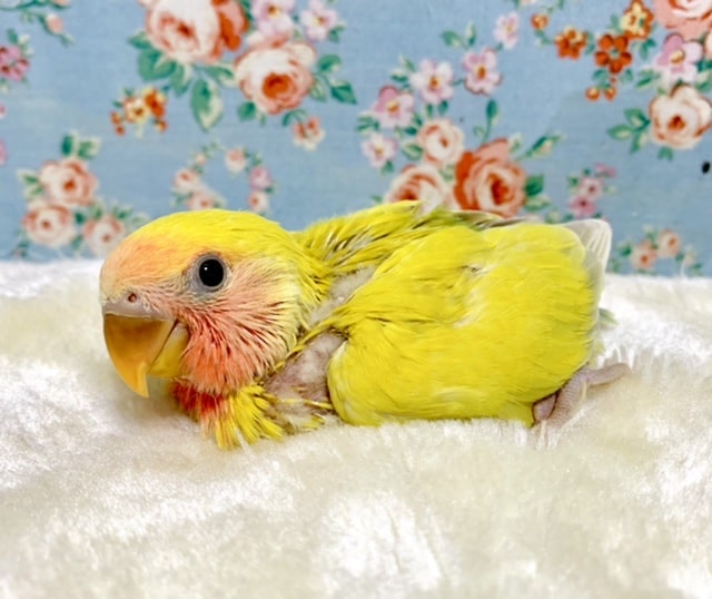 コザクラインコ ゴールデンチェリー 💛🍒 11/3