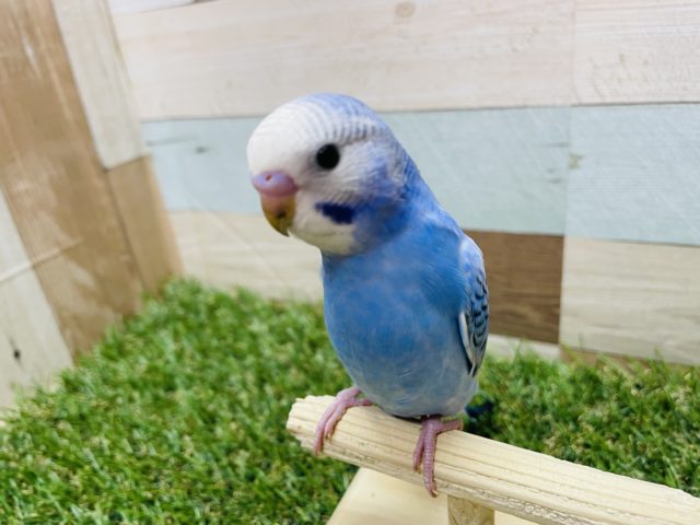 最新画像有り☆定番人気カラー☆元気いっぱいのセキセイインコオパーリン！