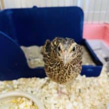 慣れちゃった♡並ウズラの『ズラ子』