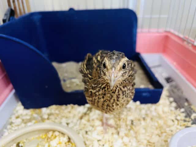 慣れちゃった♡並ウズラの『ズラ子』