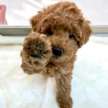 かまちょトイプーくん♡2022年9月11日生まれ　男の子