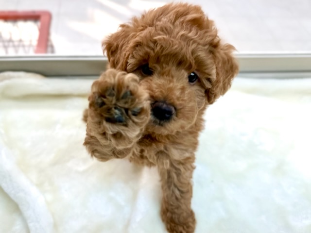 かまちょトイプーくん♡2022年9月11日生まれ　男の子