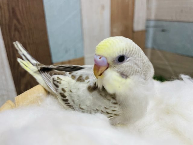 シナモンカラーの入るお上品なコ！！セキセイインコのイエローフェイスシナモンオパーリン！
