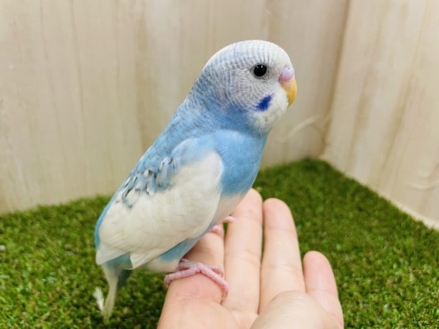 ぶくっと膨らんだ時も可愛いセキセイさん💓　セキセイインコ　ブルーパイド