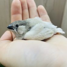 ちょこんとキンカチョウさん① キンカチョウ　シルバー