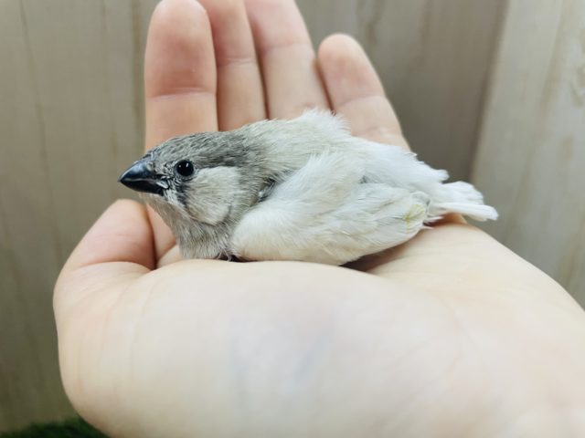 ちょこんとキンカチョウさん① キンカチョウ　シルバー