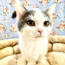 まんまるフェイスの短足ボーイ☆　マンチカンの男のコ 2022.11/14撮影