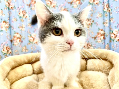 まんまるフェイスの短足ボーイ☆　マンチカンの男のコ 2022.11/14撮影