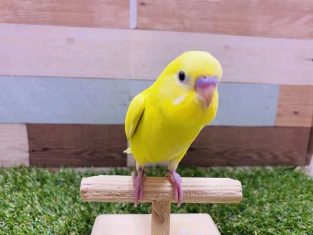 最新画像有り☆イエロー黒目の元気カラー！セキセイインコのダブルファクター！