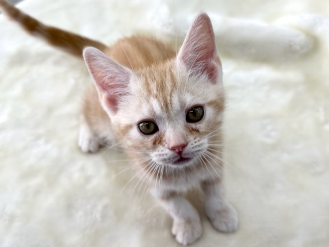 あまえんぼアメショくん♡2022年9月19日生まれ　男の子