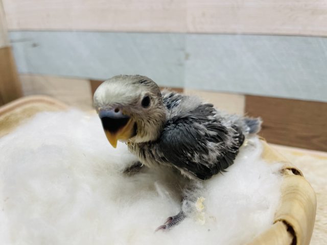 ダークなお色がかっこいい☆コザクラインコのモーブ！