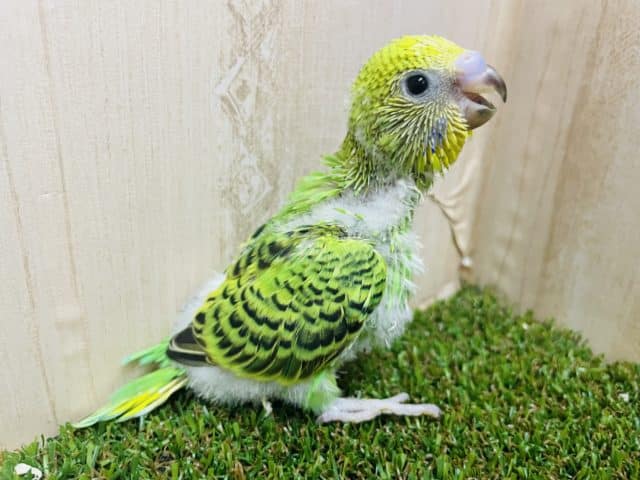 シュッ！としたポーズがお得意さん‼️ セキセイインコ　オパーリン