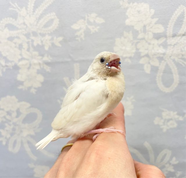 激レア❤️コキンチョウ(シルバー)  2022年11月生まれ