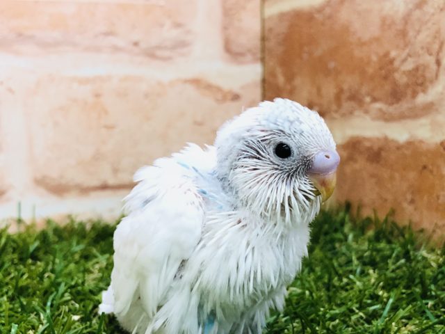 これからの成長が楽しみ！　セキセイインコ　パイド　Ｒ４　１１／２４撮影