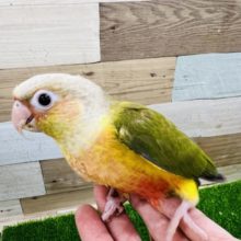 最新動画更新❤カラーが出ました☆ウロコインコの雛入舎しましたー！
