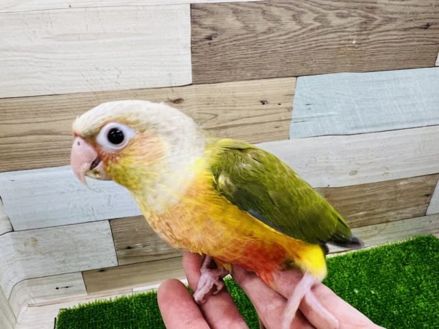最新動画更新❤カラーが出ました☆ウロコインコの雛入舎しましたー！