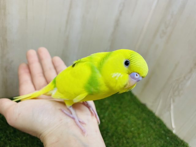 最新画像になりますよ〜⭐️黄色のパイドちゃんだよっ♪ セキセイインコ　パイド