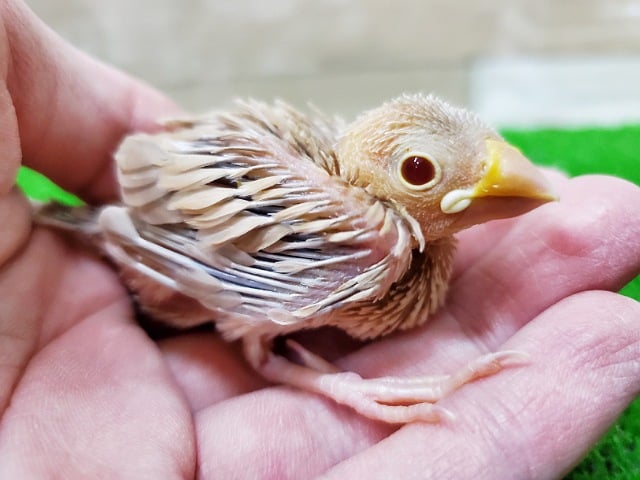 赤いおめめが素敵ですっ！シナモン文鳥～～！