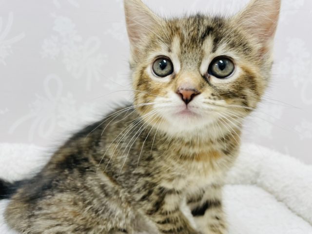 震えちゃうけど…実はね…甘ったれなの♡マンチカンちゃん！