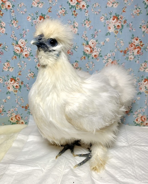 ウコッケイ　女の子入舎してます☆　　11/23