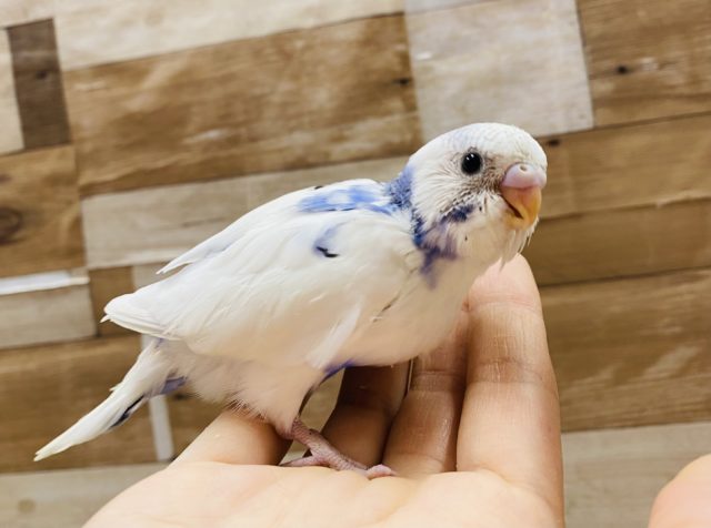 同じ模様はいないんです！特別感のあるセキセイインコパイドカラー☆
