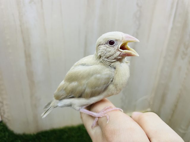 最新画像になりますよ‼️必見ですよ！なんとなんと⭐️シナモン文鳥さん⭐️　文鳥
