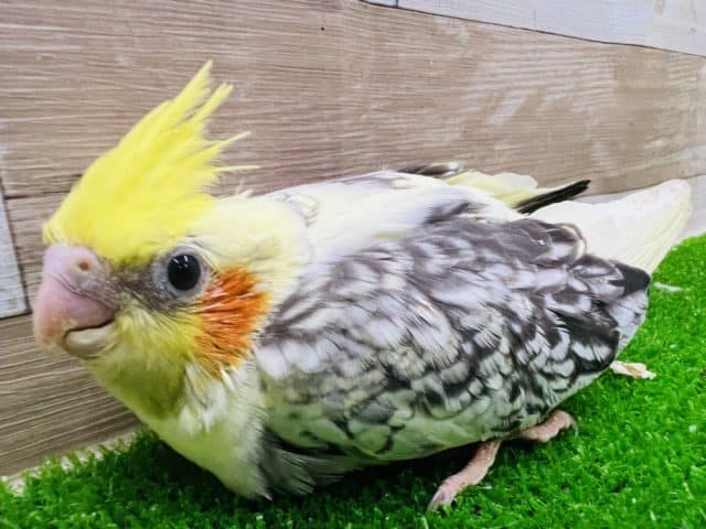 最新画像更新☆派手柄♡パールパイドオカメインコの雛☆