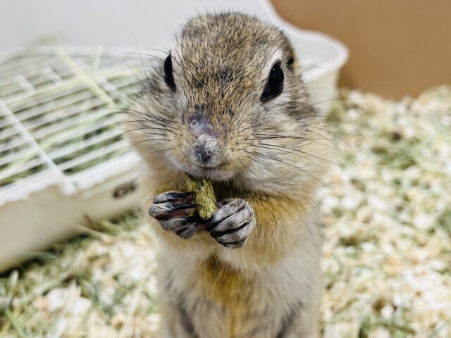 【最新画像更新☆ラスト1匹！！】トリオがコンビになりました～☆リチャードソンジリス(男の子)