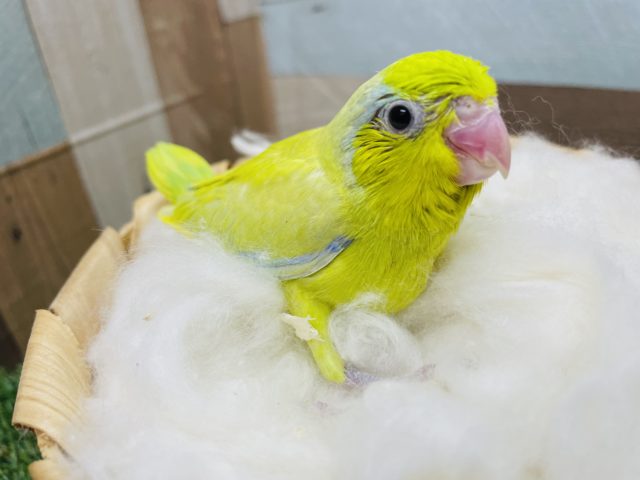 つぶらな瞳の可愛いコ！マメルリハインコのアメリカンイエロー！