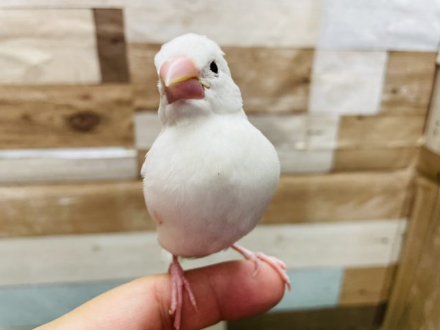 最新画像有り☆文鳥と言えばの大人気カラー白文鳥♪