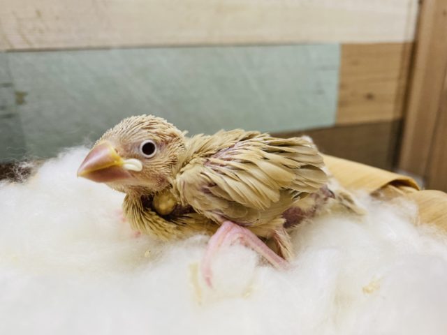この淡いカラーが良いですよね♪人気カラーのシナモン文鳥！