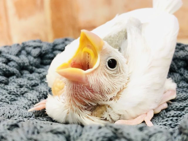 まだまだ入舎します！　白文鳥　Ｒ４　１１／２４撮影