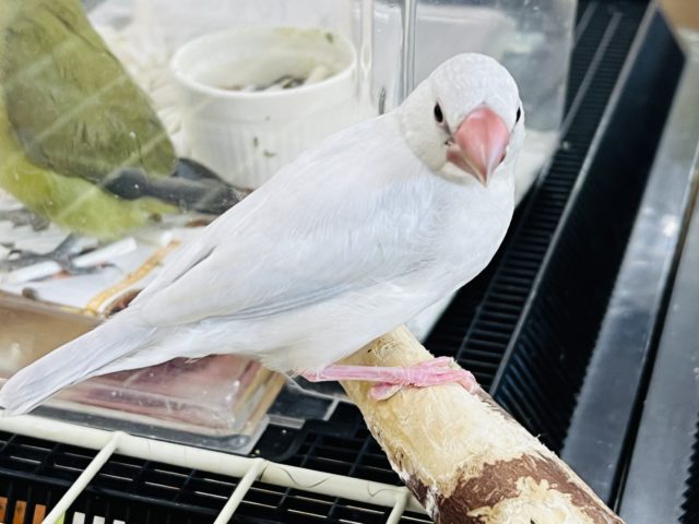 シルバー文鳥の雛餌卒業しました〜❤