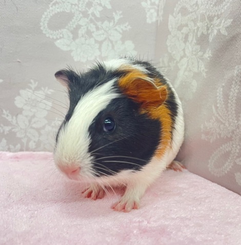 ムチムチ❤️短毛モルモット　女の子　2022年9月生まれ