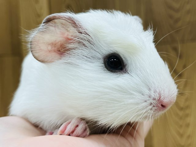 おもち？雪見だいふく？真っ白なクレステッドモルモット(フロスティ)男の子